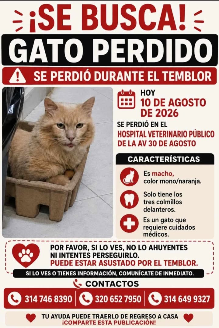Gato Perdido en Pereira 