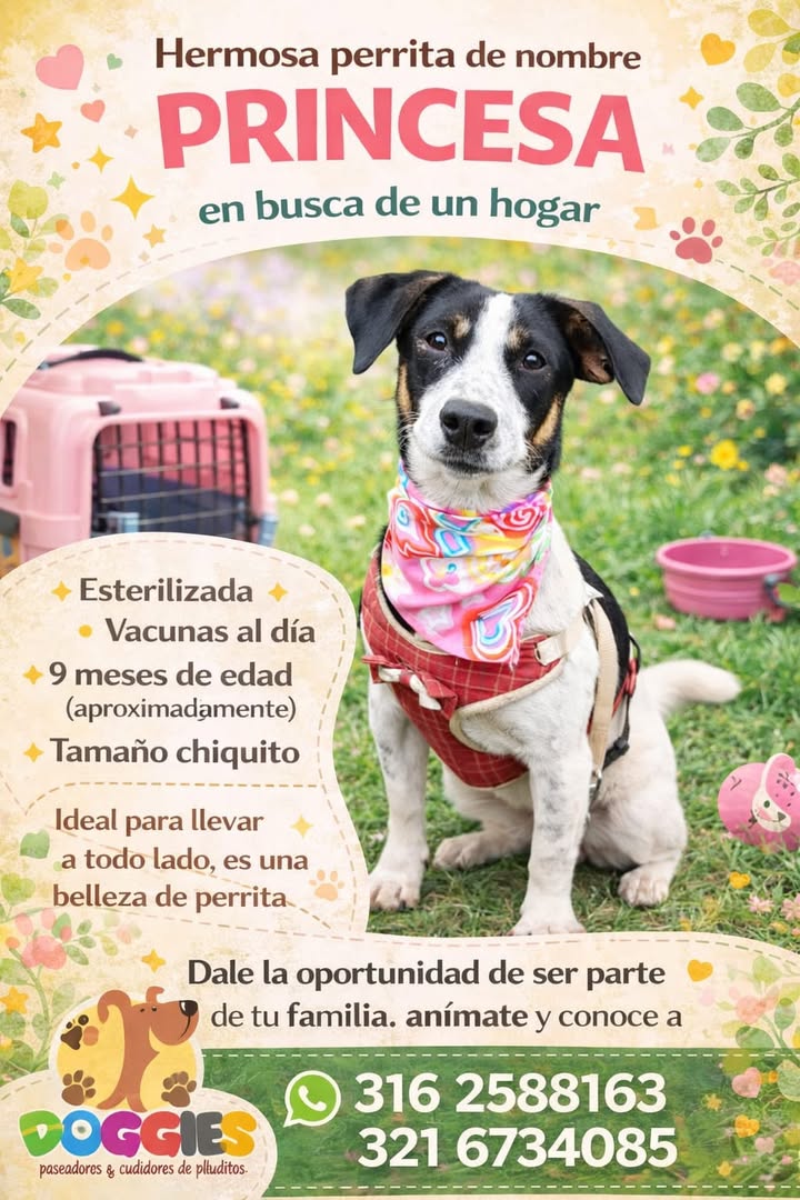 Adopción de Perrita "PRINCESA" en Pasto, Nariño - Busca Hogar 