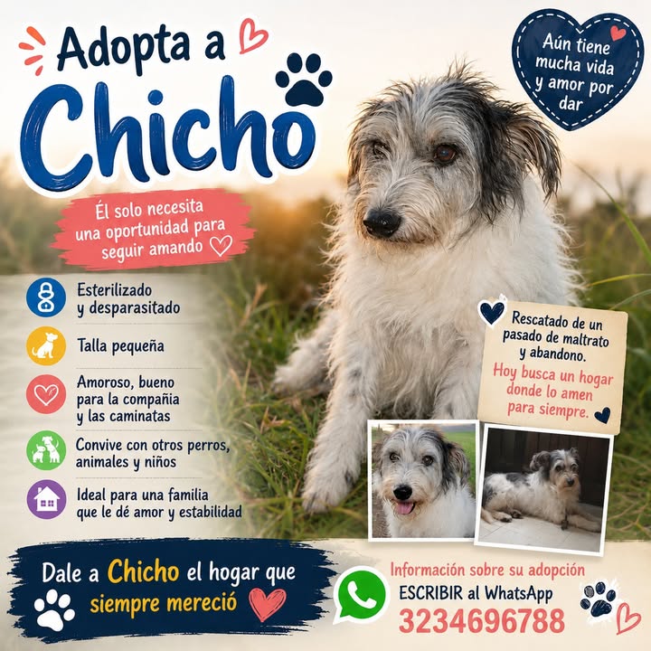 Adopta a Chicho, un perro encantador busca hogar 
