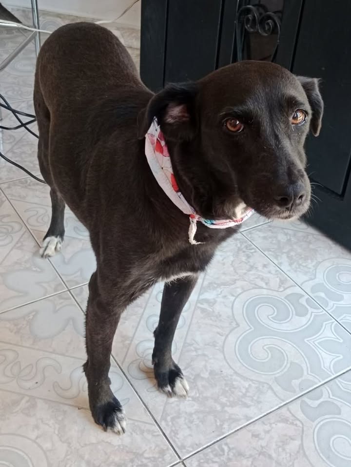 Perra en adopción en Pereira 