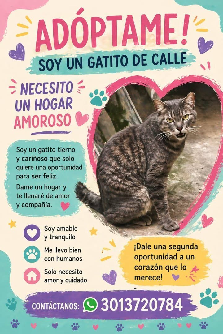 Adopta Gatito de Calle en Bogotá 