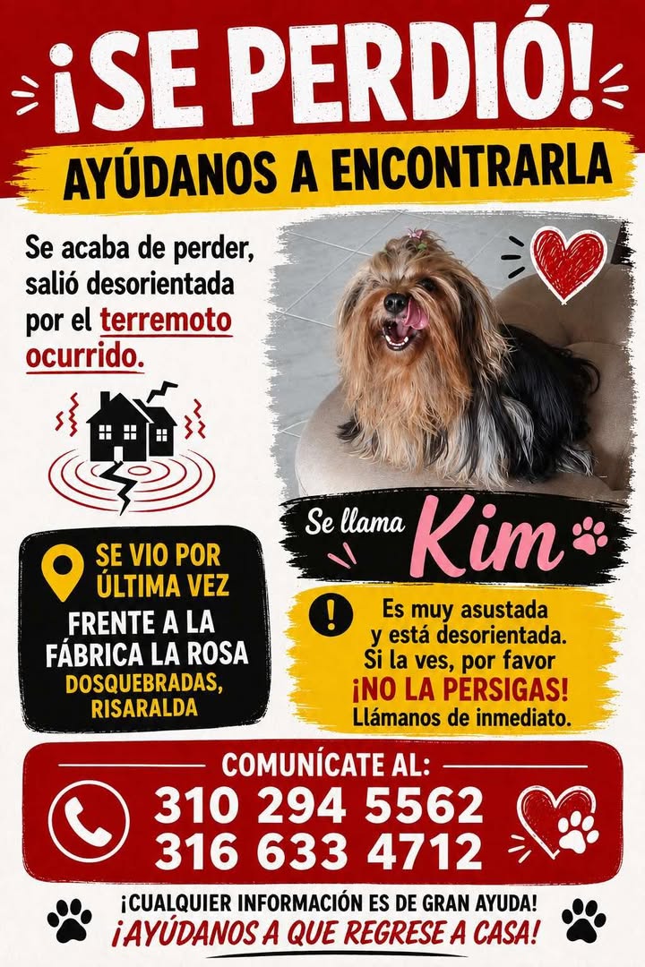 Perro raza Yorkshire Terrier perdido en Pereira, Risaralda 