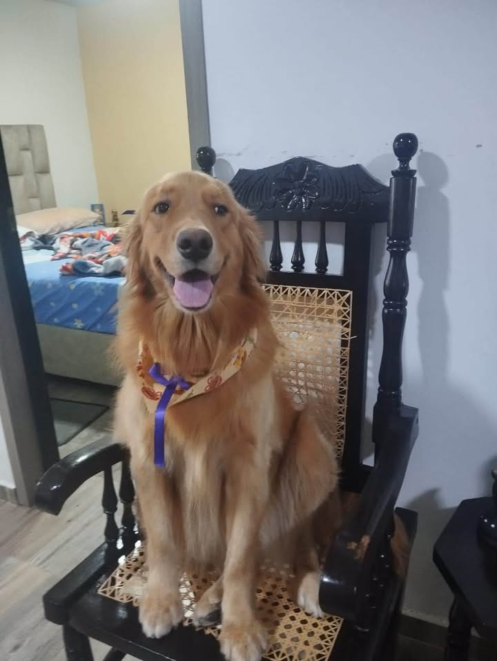 Perro Golden Retriever perdido en Sevilla Valle 