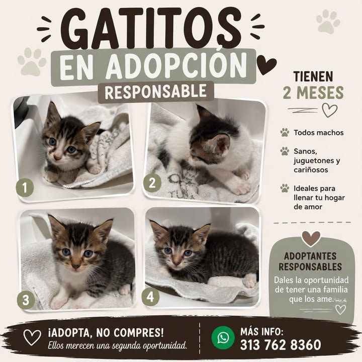 Gatitos en adopción en Tuluá 