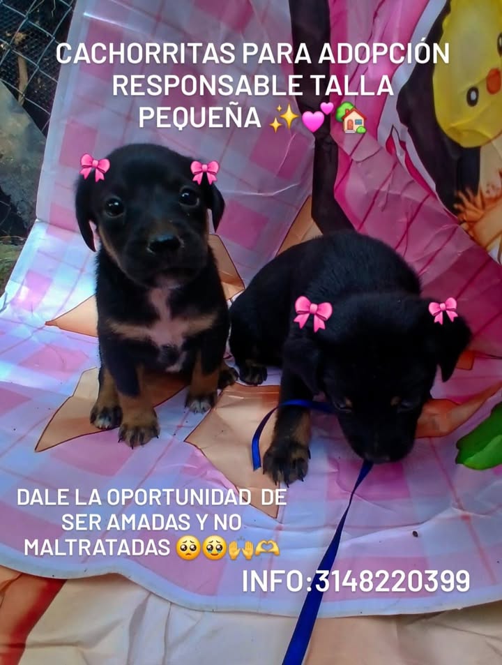 Cachorritas para adopción responsable Tuluá 