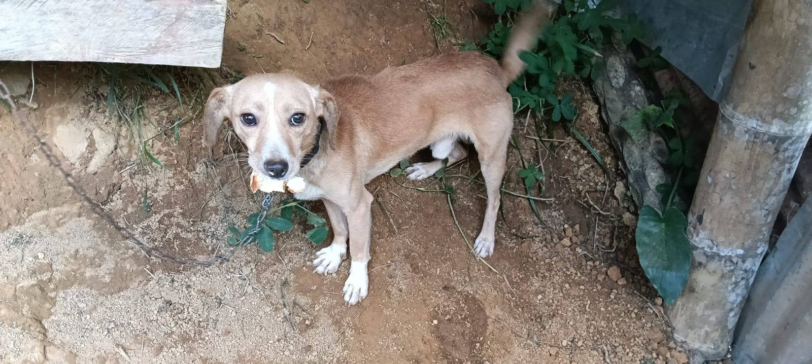 Adopción Urgente Perros en Tuluá, Valle 