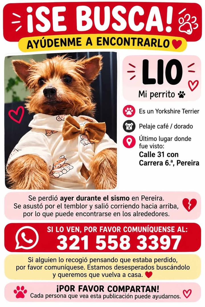 Perro Yorkshire Terrier perdido en Pereira 
