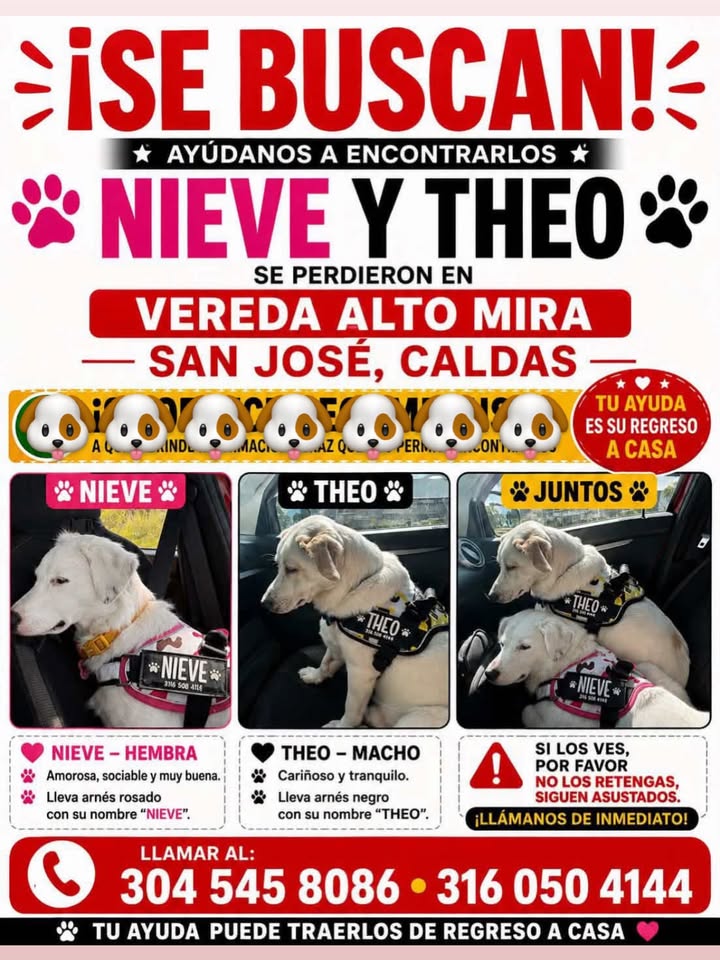 Perros perdidos Nieve y Theo en Pereira, Risaralda 
