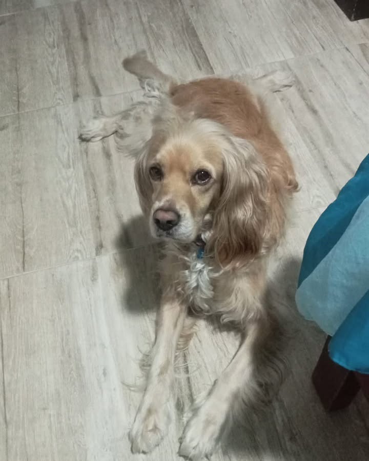 Perro perdido en San Jorge, Manizales 