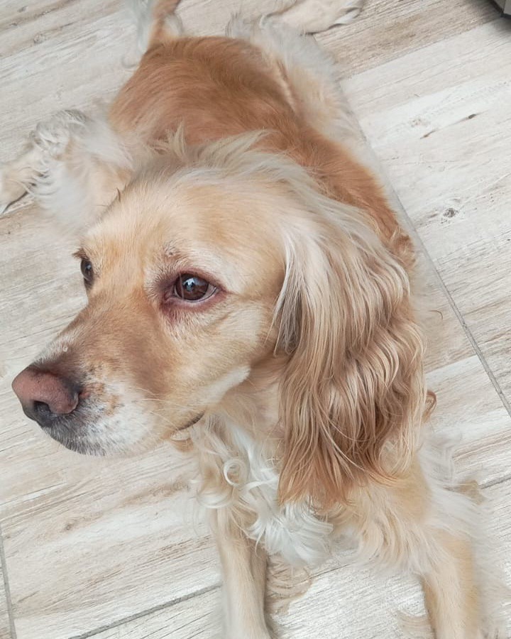 Perro perdido en San Jorge, Manizales 