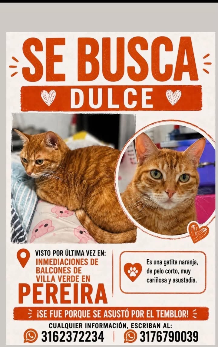 Gato Naranja Perdido en Pereira - Se Busca Dulce 