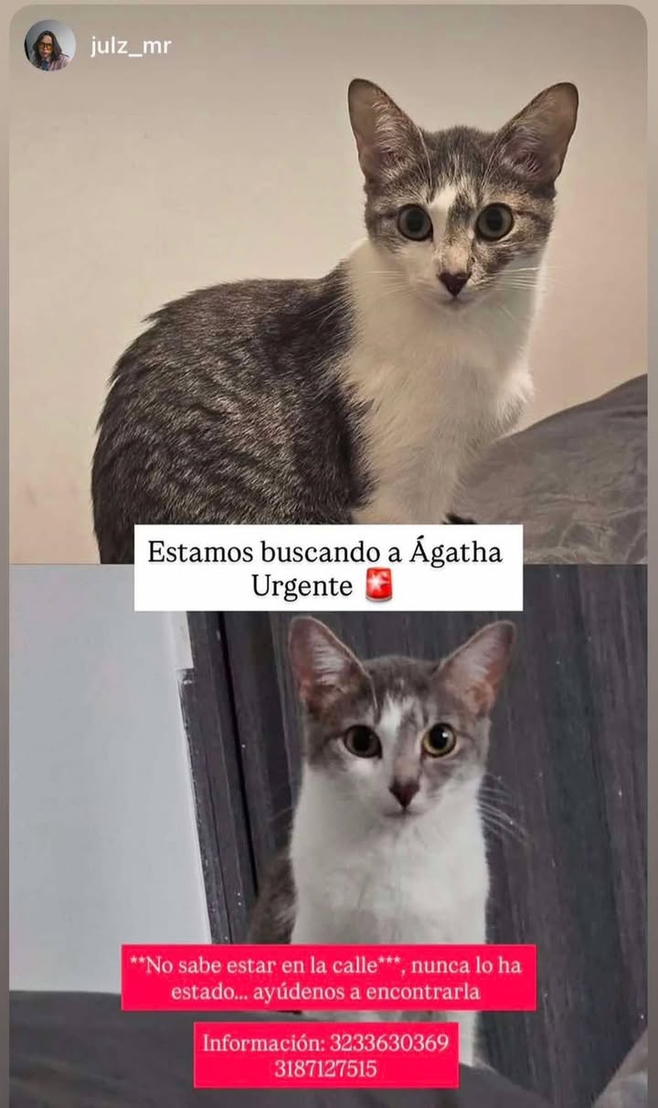 Búsqueda Urgente de Ágatha en Pereira 