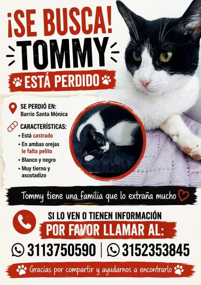 Gato Tommy perdido en Pereira 