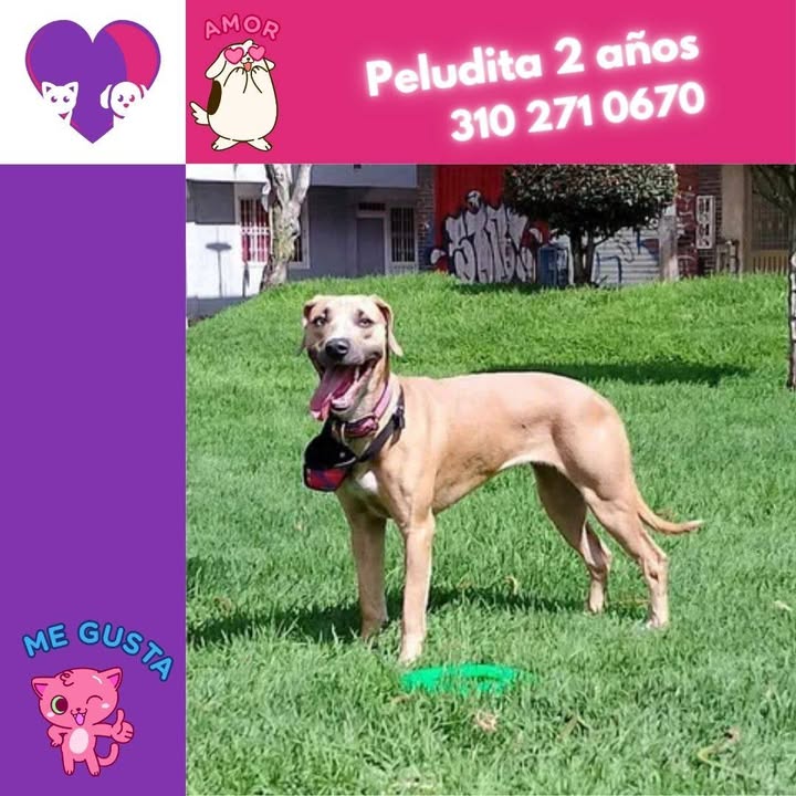 Adopta un peludo en Bogotá 