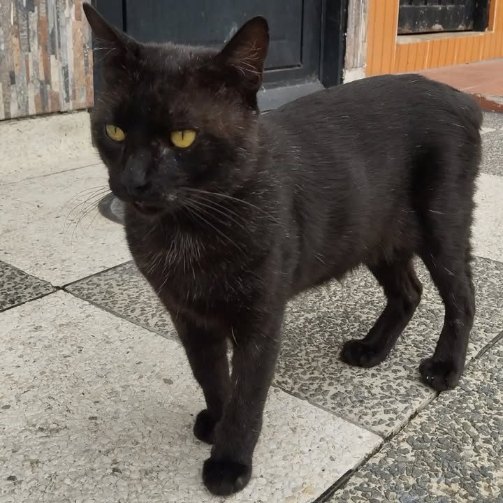 Gatita busca hogar en Pereira, Risaralda 