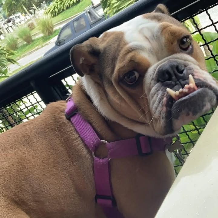 Perro en adopción en Dosquebradas busca un hogar amoroso 
