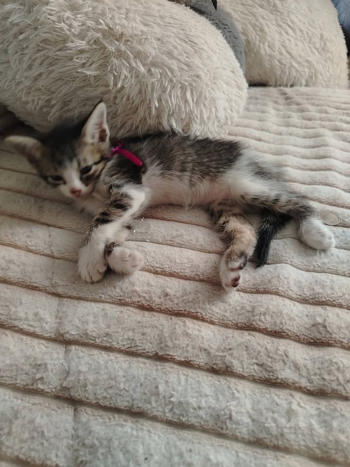 Gatitos en Adopción Bogotá 