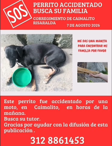 Perrito accidentado busca familia en Risaralda 