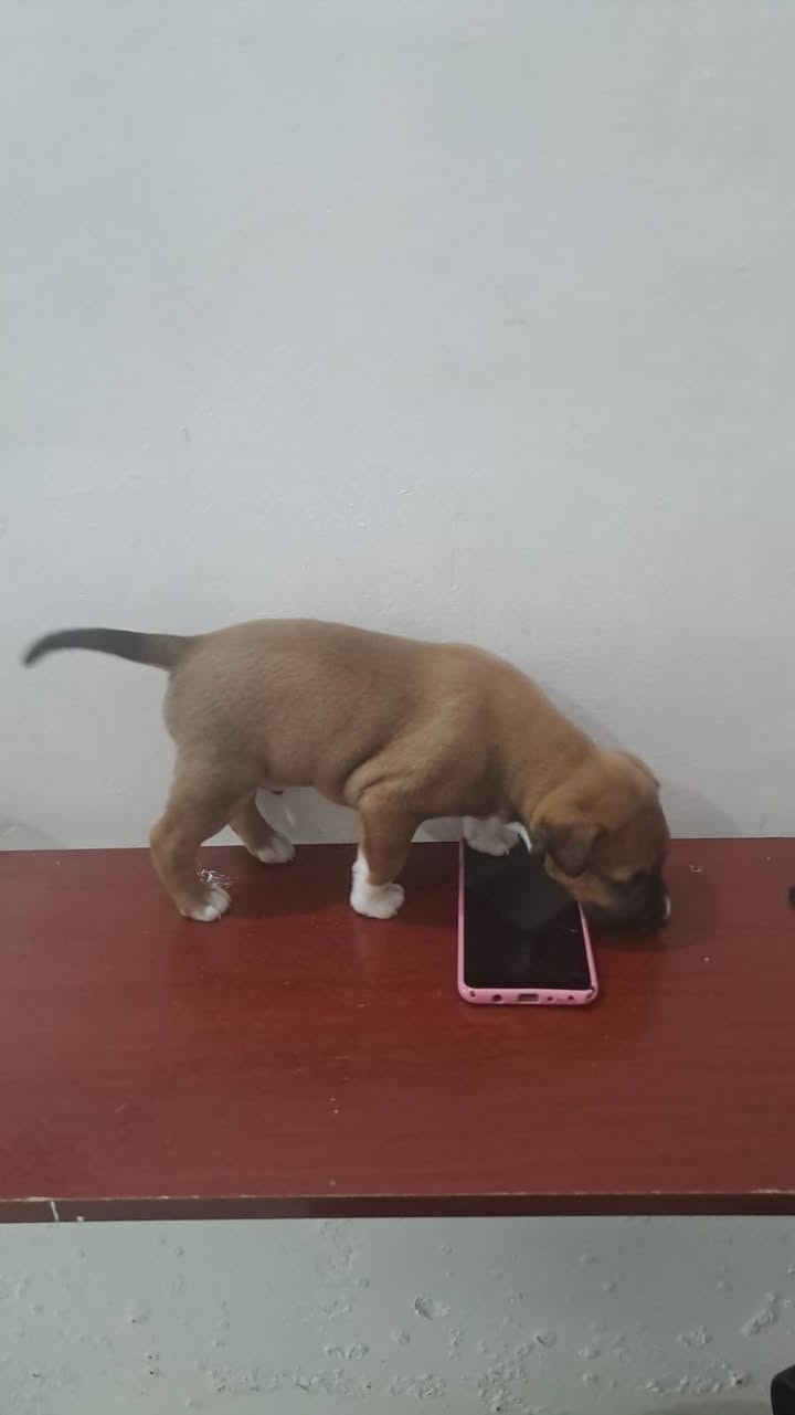 Cachorro en adopción responsable en Amagá, Antioquia 
