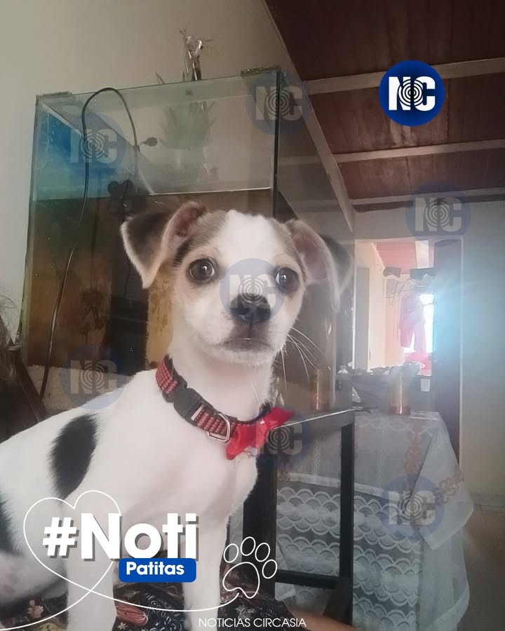 Perrita embarazada perdida en Circasia, Quindío 