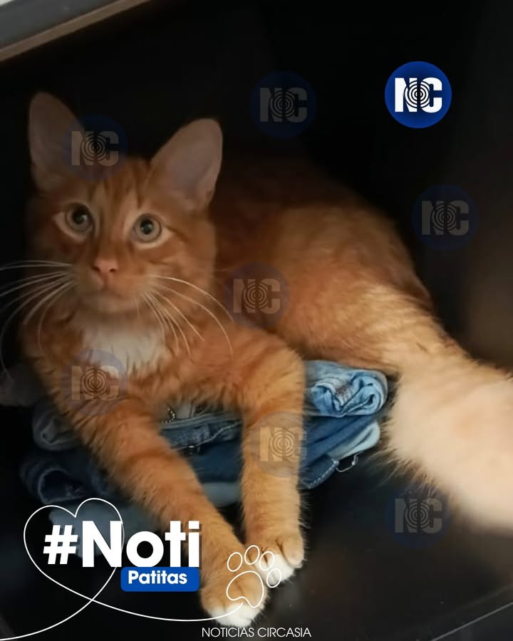 Gato perdido en Circasia, Quindío 