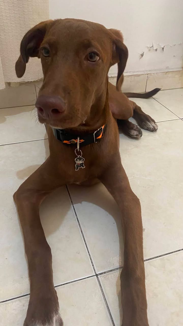Cachorro de 7 meses busca hogar urgente en Tuluá 