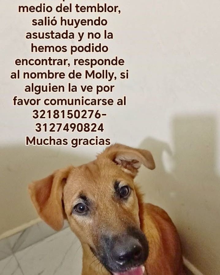 Perro perdido en Risaralda, Colombia 