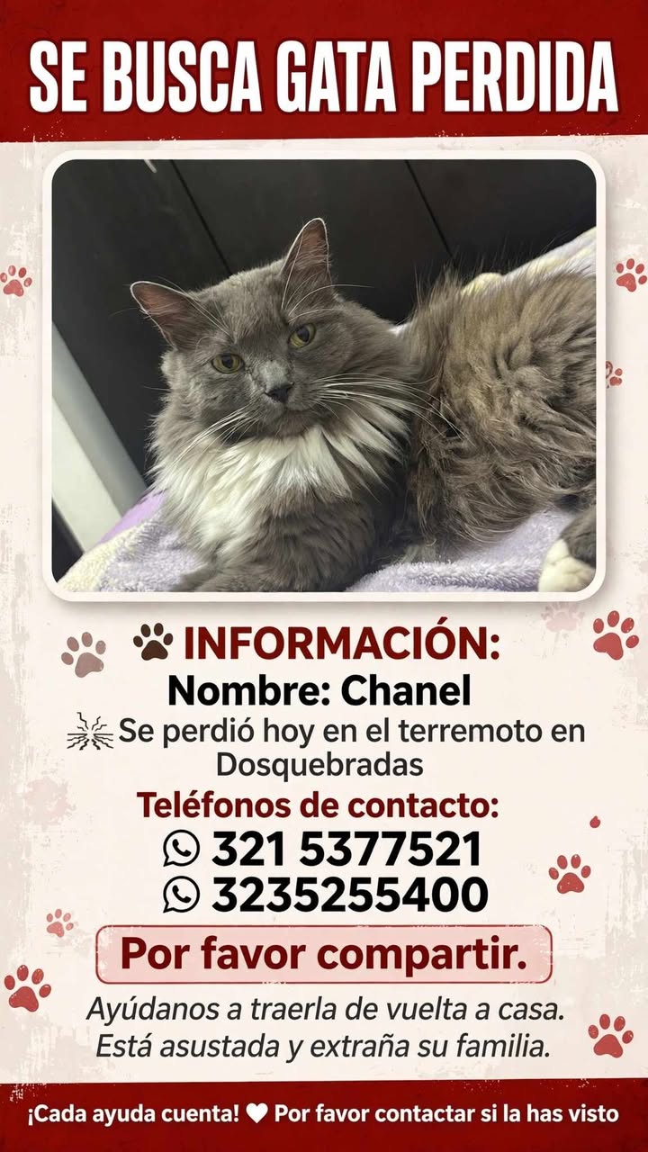 Se busca gata perdida Chanel en Dosquebradas, Risaralda 