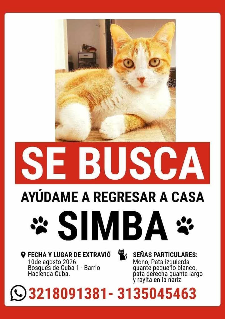 Gato Simba perdido en Pereira, Risaralda 