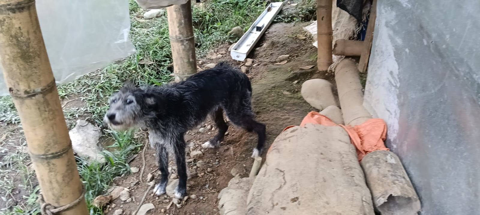 Adopción Urgente Perros en Tuluá, Valle 