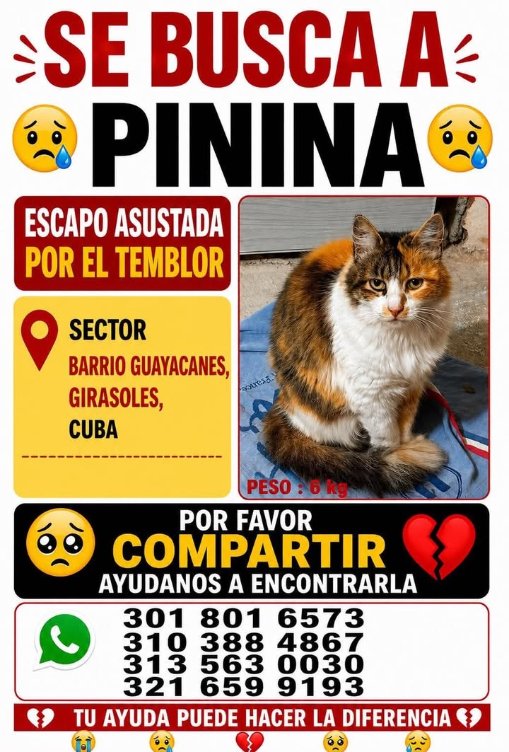 Gato perdido en Pereira, Risaralda 