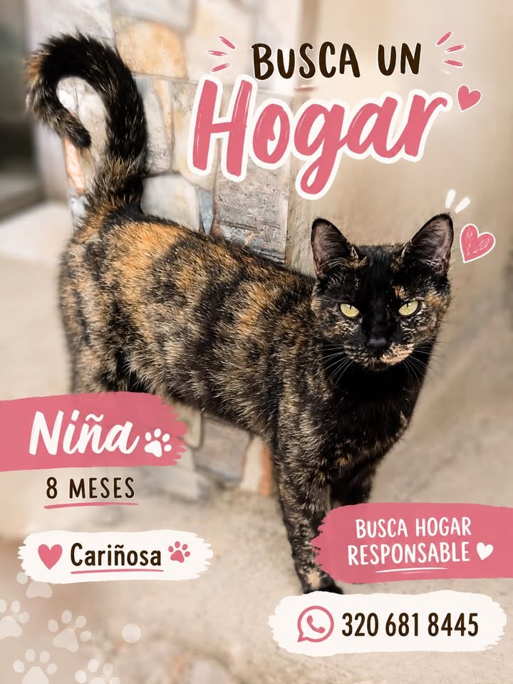 Adopción Gatita Niña Tuluá Valle 