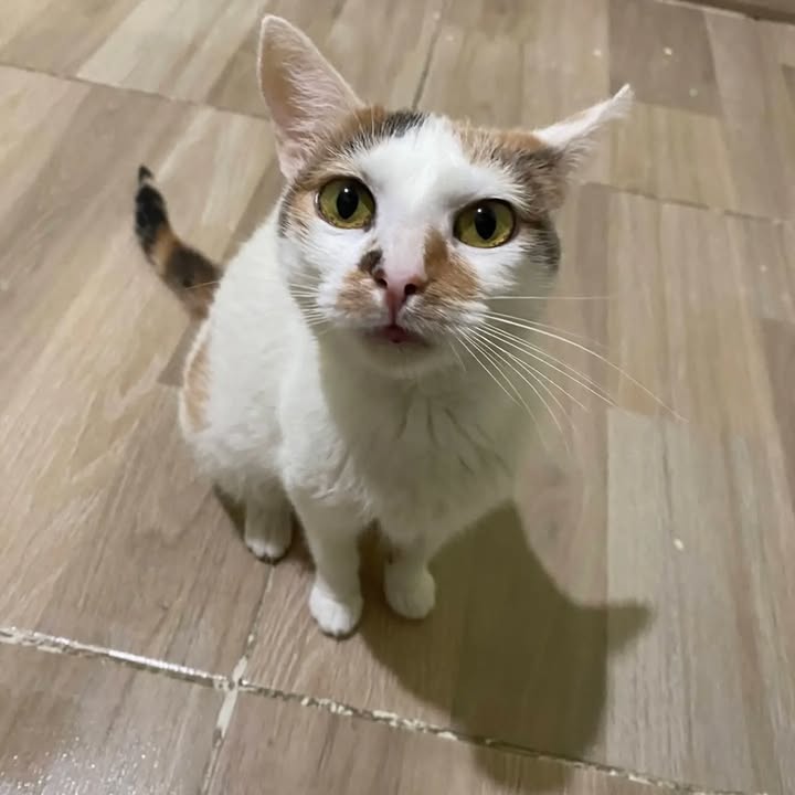 Gatita en adopción responsable en Pereira, Risaralda 