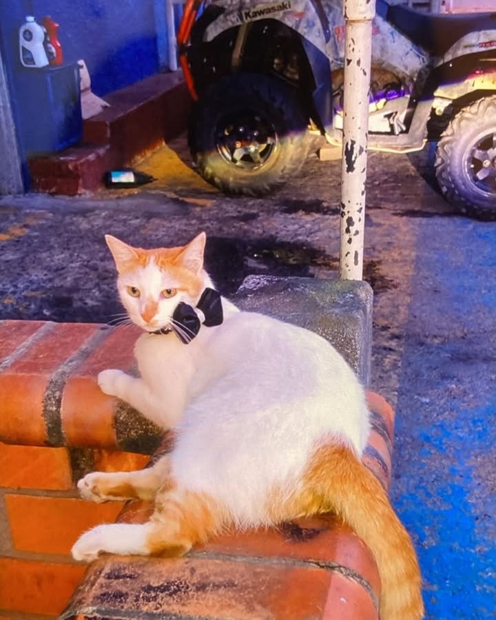 Gato perdido en La Virginia, Risaralda 