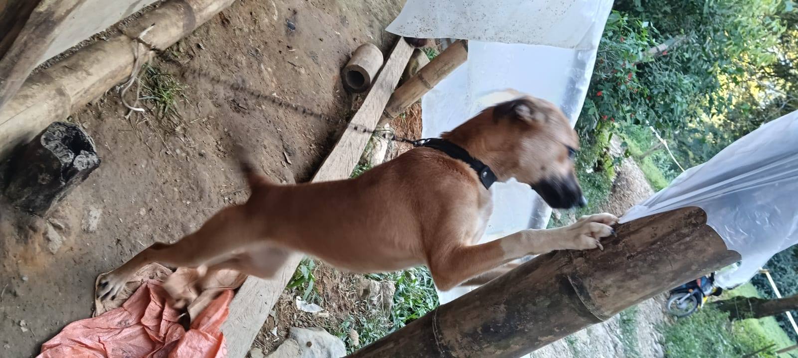 Adopción Urgente Perros en Tuluá, Valle 