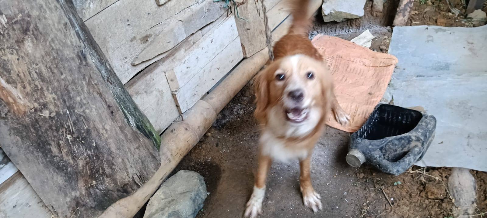 Adopción Urgente Perros en Tuluá, Valle 