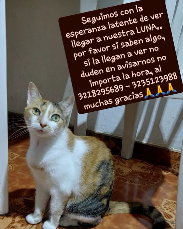 Gato perdido en La Virginia, Risaralda 