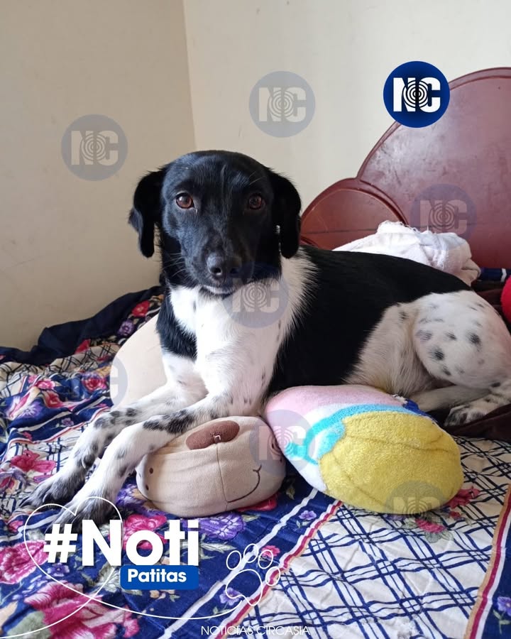 Perrita perdida en Circasia, Quindío 