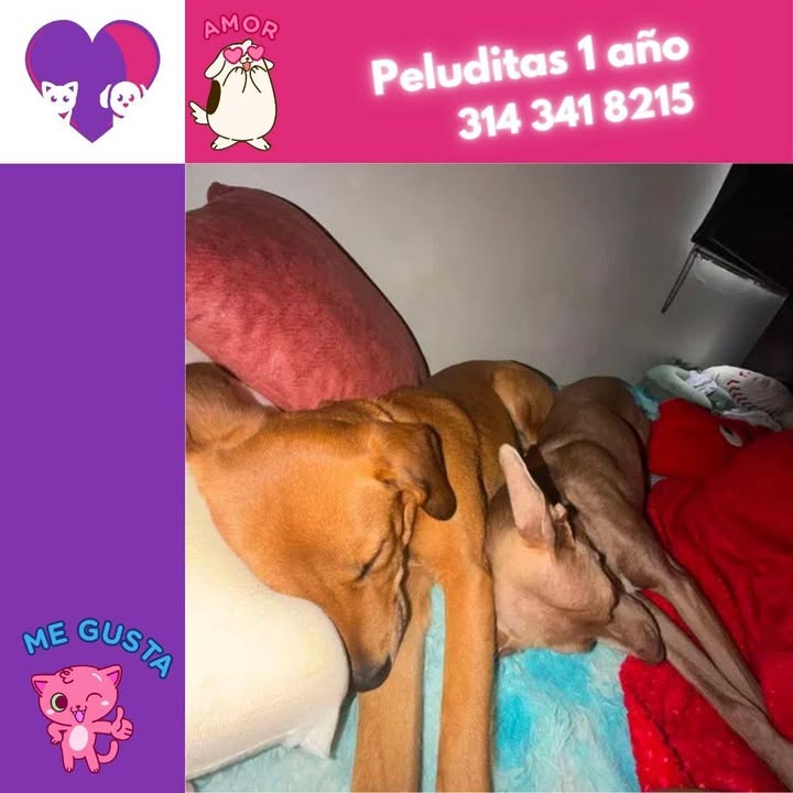 Adopta un peludito en Bogotá 