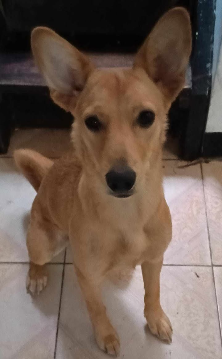 Perra perdida en Pereira, Risaralda: Nala responde a pechera morada 