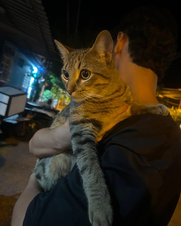 Gato encontrado en Balsillas, La Virginia 
