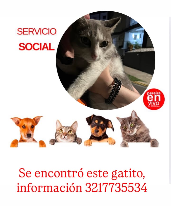 Gatito encontrado en Pereira 