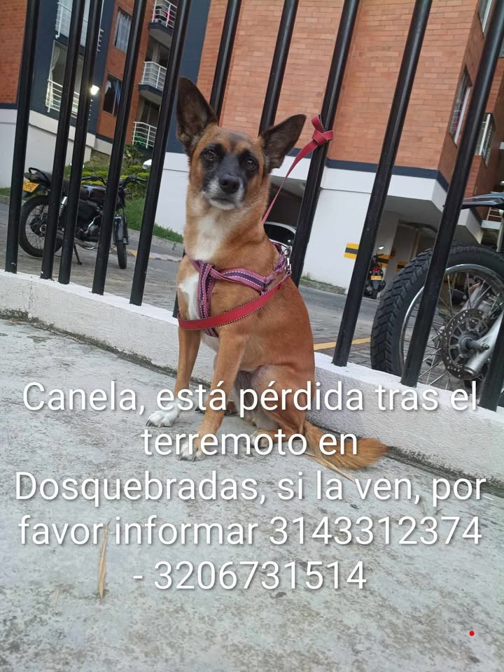 Canela, perro perdido en Pereira tras terremoto 