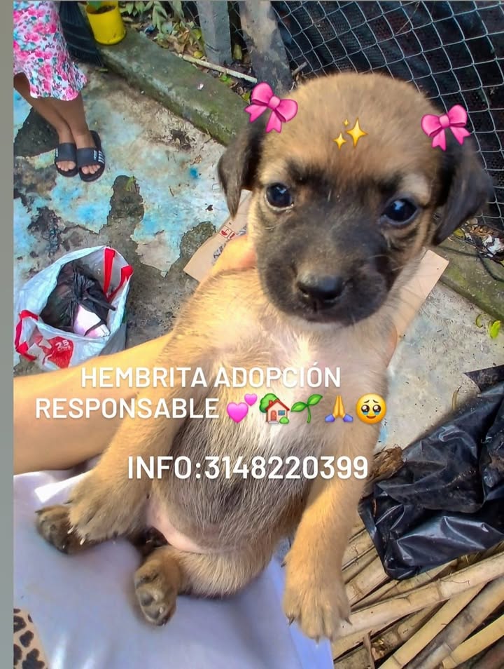 Cachorro en adopción en Tuluá 