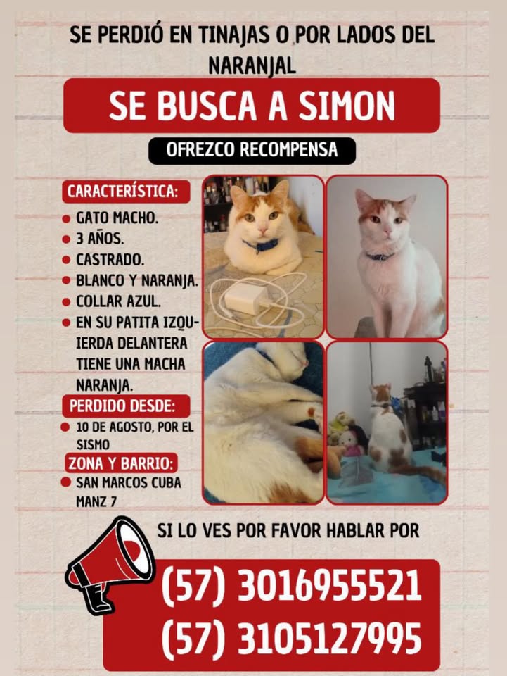 Gato Simon perdido en Tinajas o por lados del Naranjal 