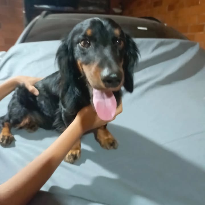 Mascota encontrada en Cali busca dueños 