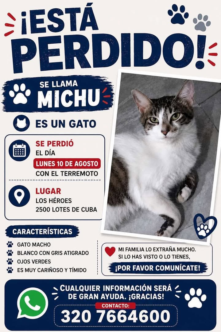 Gato Michu perdido en Pereira, Risaralda 