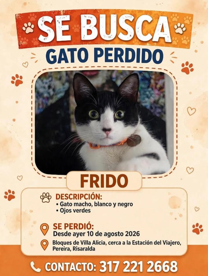 Gato perdido en Pereira, Risaralda 