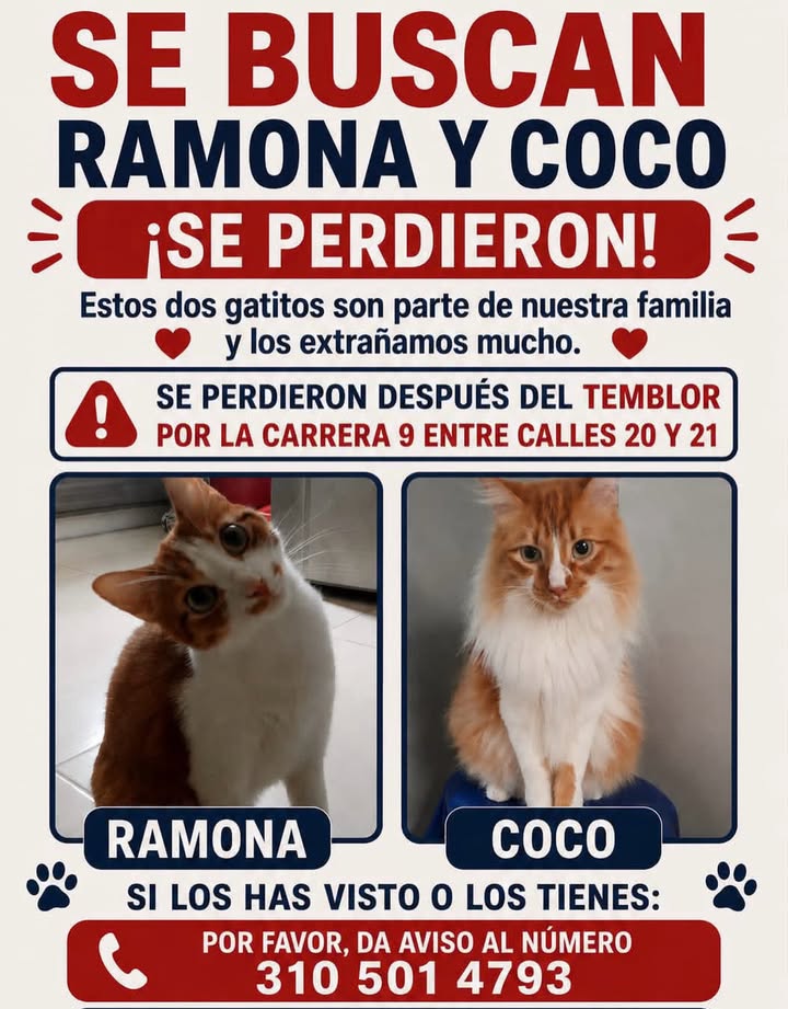 Gatitos perdidos en Pereira 