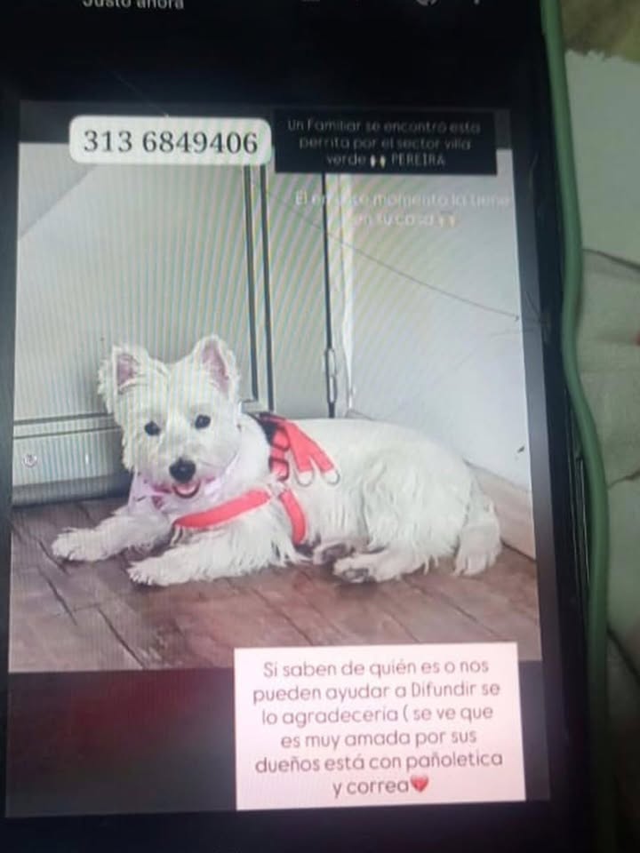 Perro blanco perdido en Pereira 
